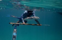 Spear Fishing In Stuart, FL